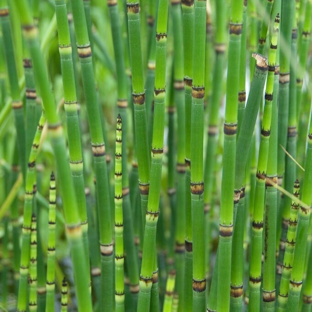 6er Set - Equisetum Japonicum - Japanischer Schachtelhalm - Teichpflanzen Winterhart - Wasserpflanzen - Zone 2-3 - Höhe 20-30 cm - Topf 9 cm