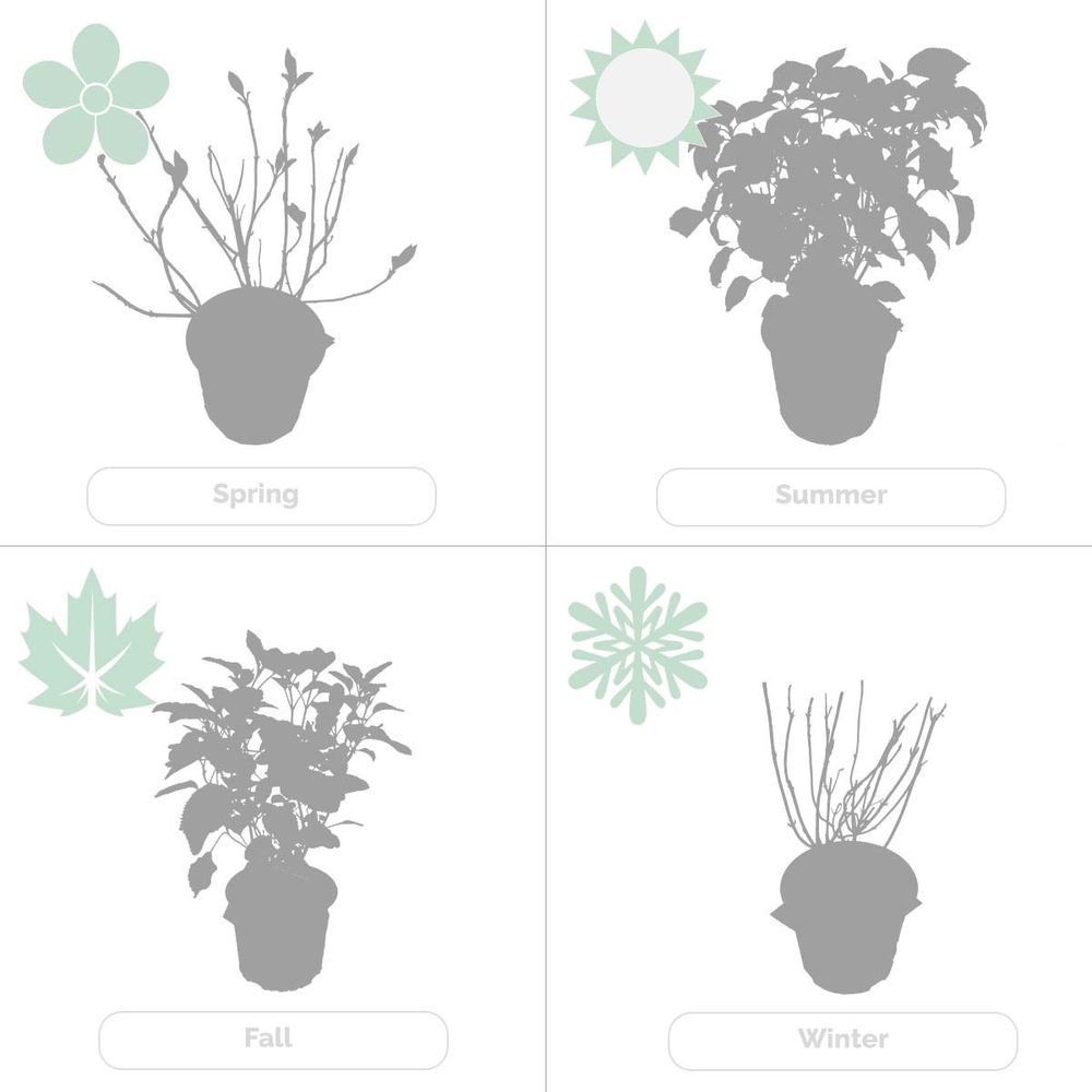 Bloomique - 4er-Set - Hydrangea Strong Annabelle - Hortensie - Weiß - Gartenpflanzen - Winterhart - 40-50 cm Hoch - Topf 19 cm