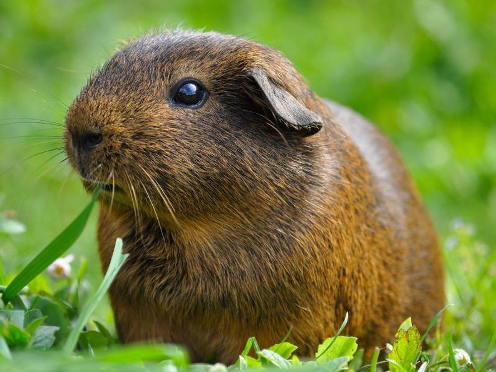 Meerschweinchen im Gras sitzend