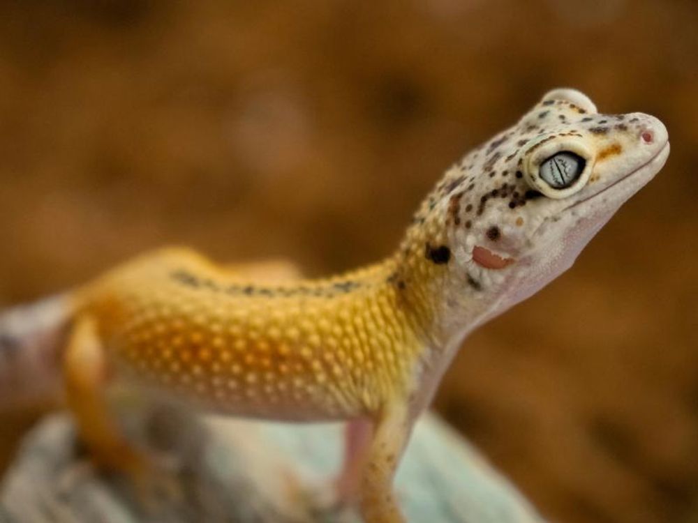 Gecko in die Kamera blickend