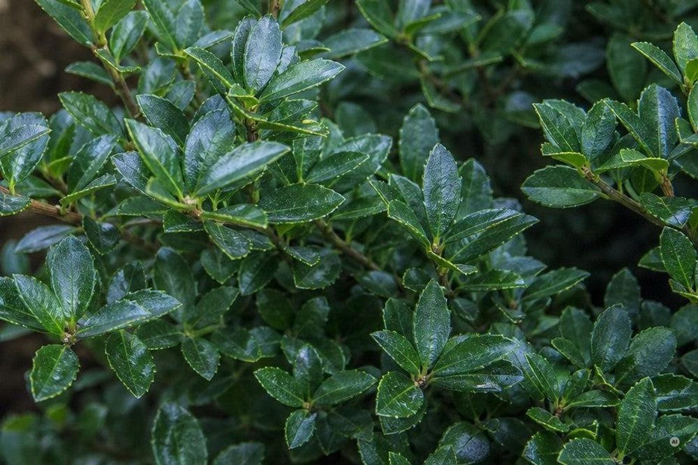 Makro vitaler, glänzend dunkelgrüner Ilex-Blätter mit spitz zulaufenden Blattspitzen - reine Positiv