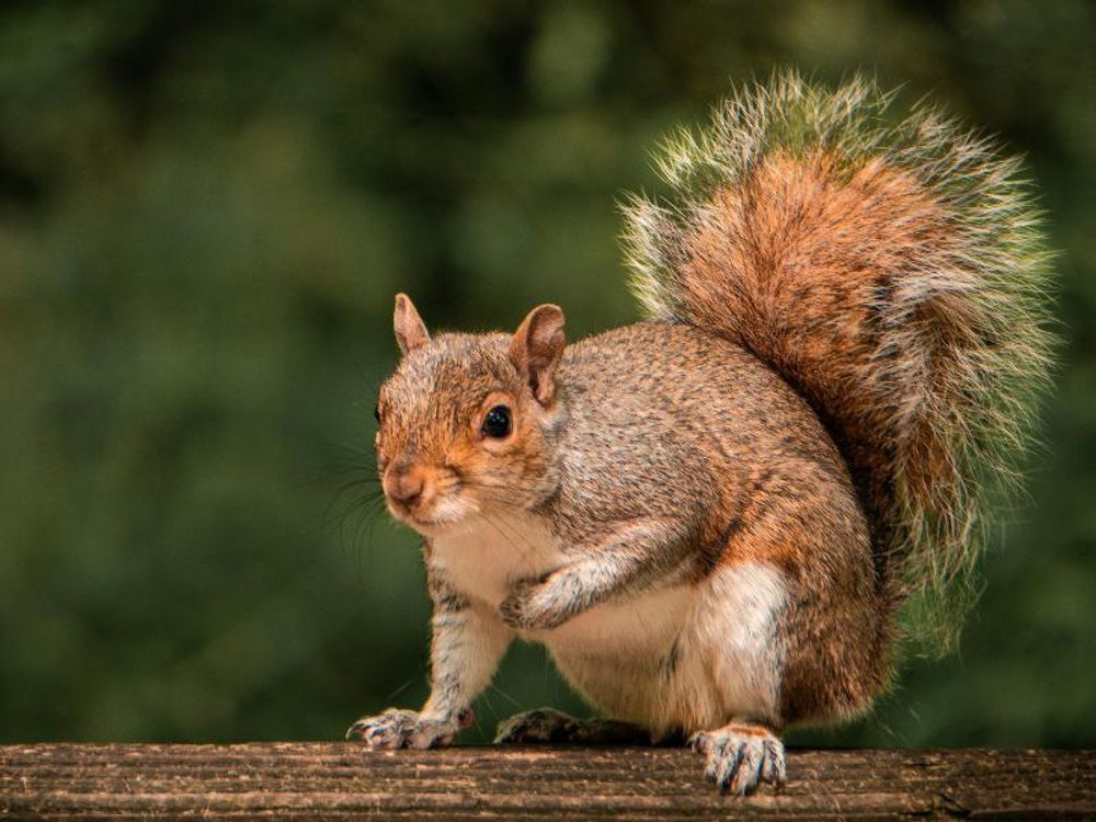 Eichhörnchen auf Holzgeländer sitzend