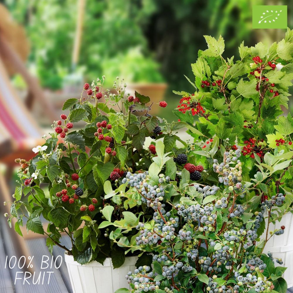 Plants by Frank | Früchte Oase Obstpflanzen Mix | Himbeerstrauch | Roter Johannisbeerstrauch | 100% Biologisch | Gartenpflanzen