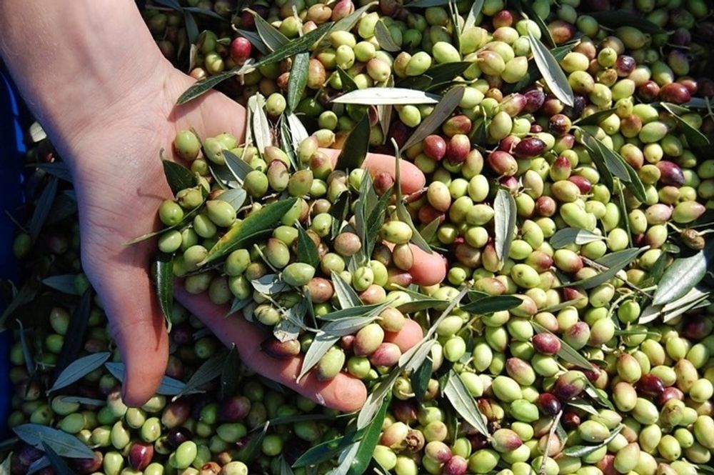 Olivenöl 500 ML - Aus Grünen Oliven - Natives Olivenöl Extra - EV FRESH - Glasflasche - reich an Nährstoffen - Fruchtiges Aroma