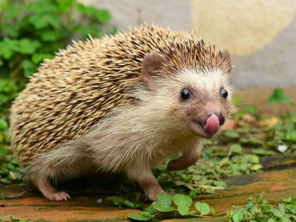 Igel schleckt sich das Mäulchen