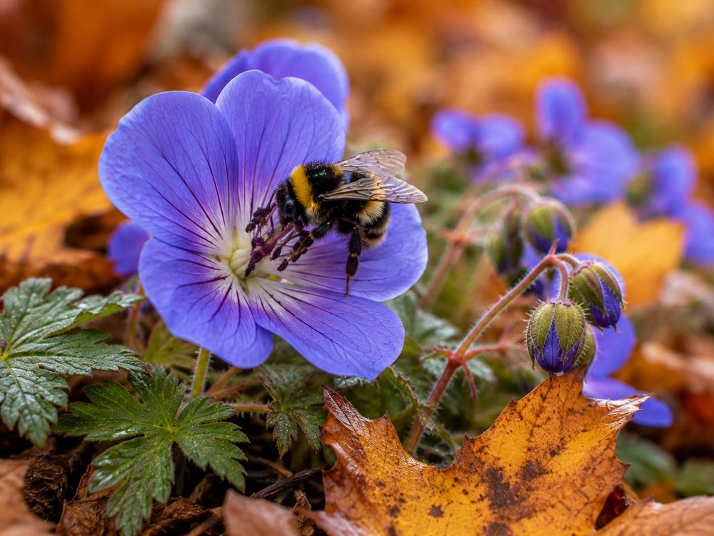 Makro: Violettblaue Blüte im Detail, Herbststimmung.