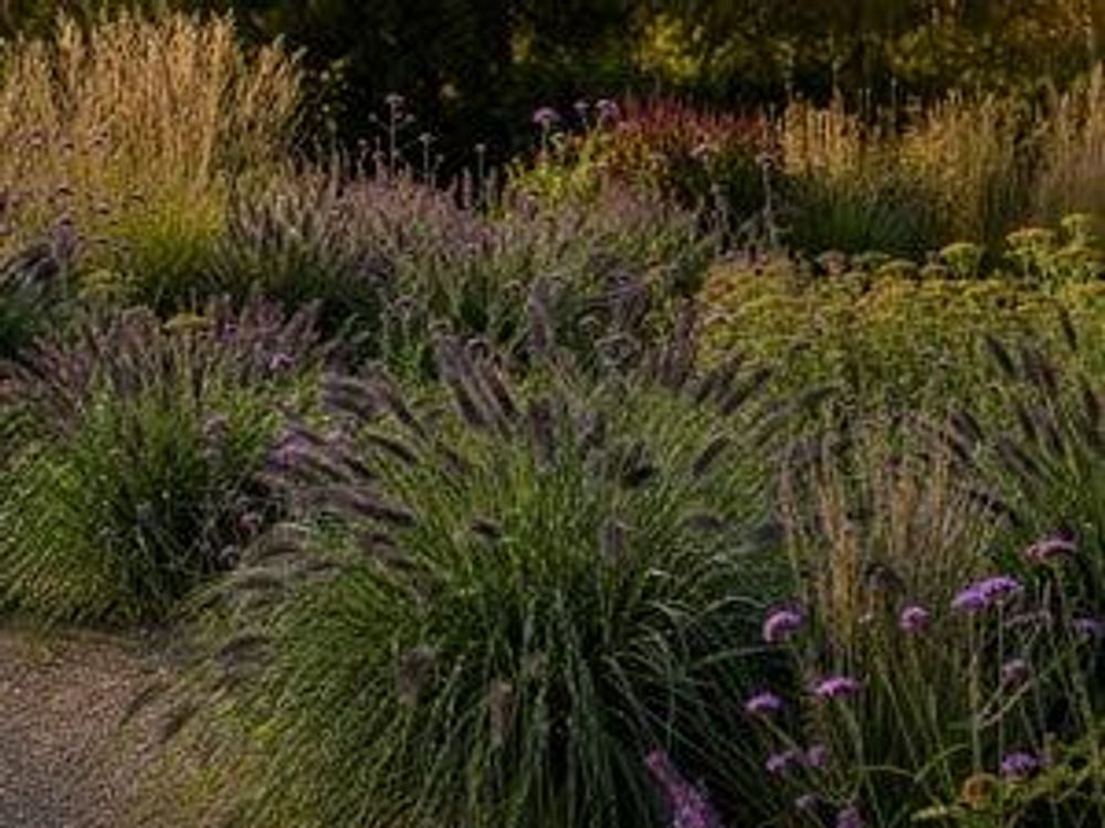 'Black Beauty' vor goldgelbem Calamagrostis, klare Farbstaffelung
