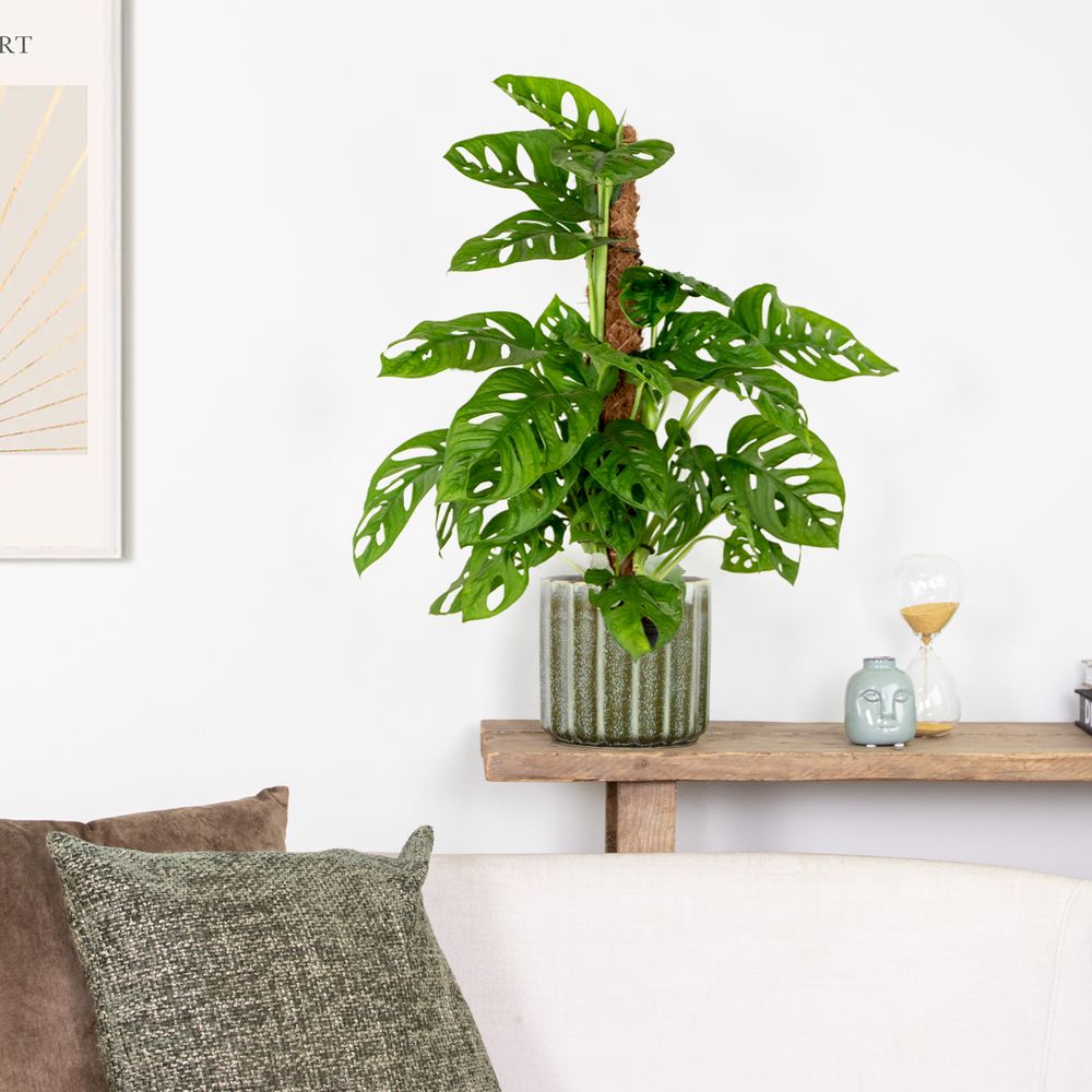 Monstera adansonii Moosstab - Monkey Leaf - Fensterblatt - Zimmerpflanzen - Monstera Pflanze - Hängepflanze echt - Höhe 20-25 cm - Topf 12 cm