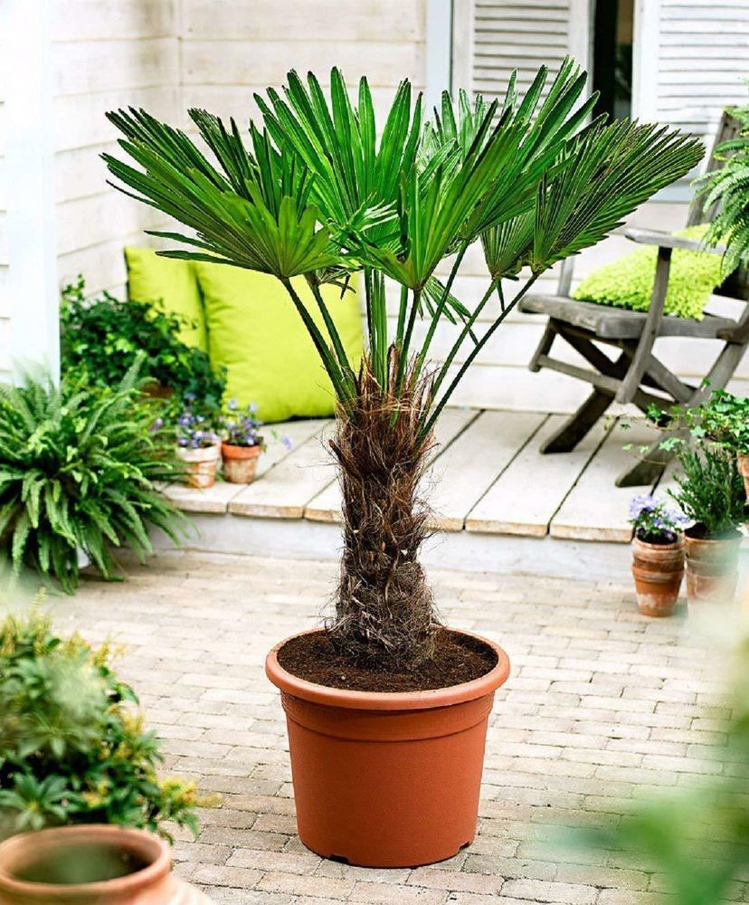 Trachycarpus wagnerianus Frostharte Hanfpalme 140-160 cm Gesamthöhe bis -19 Grad