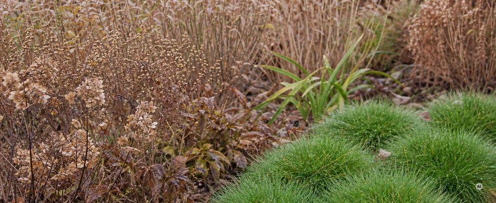 Zweigeteilte Szene: herbstlich brauner Garten, davor sattgrüne Festuca-Kissen; Winterversion mit Rau