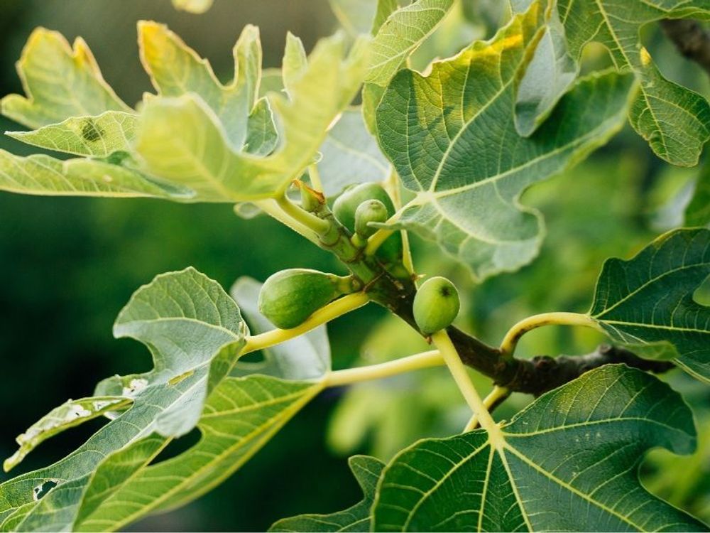 Meine Orangerie - Winterharter Feigenbaum - Echte Feige - Ficus Carica - Bornholmfeige - winterharte Feige in Gärtnerqualität - Fig tree