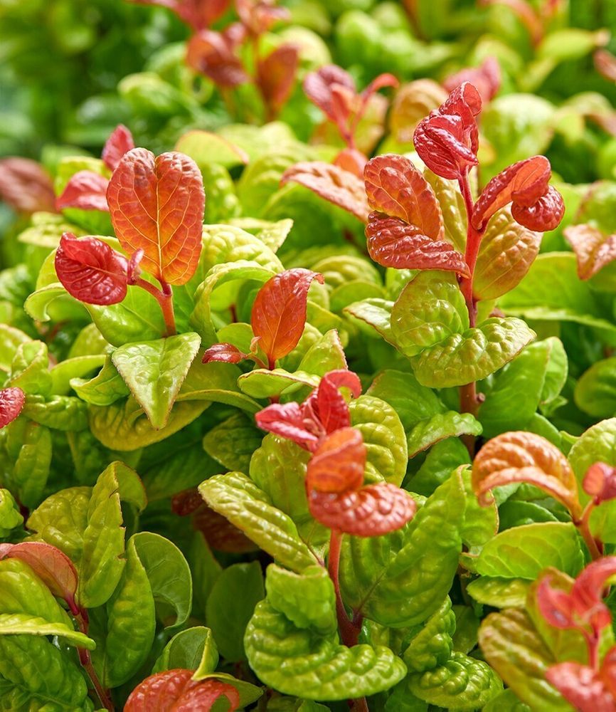 BALDUR Garten 1x Traubenheide Curly Gold®, Pflanze im 2 Liter-Topf, attraktive Blattfärbung, winterhart, pflegeleicht, blühend, Leucothoe axillaris, außergewöhnliches Farbspiel