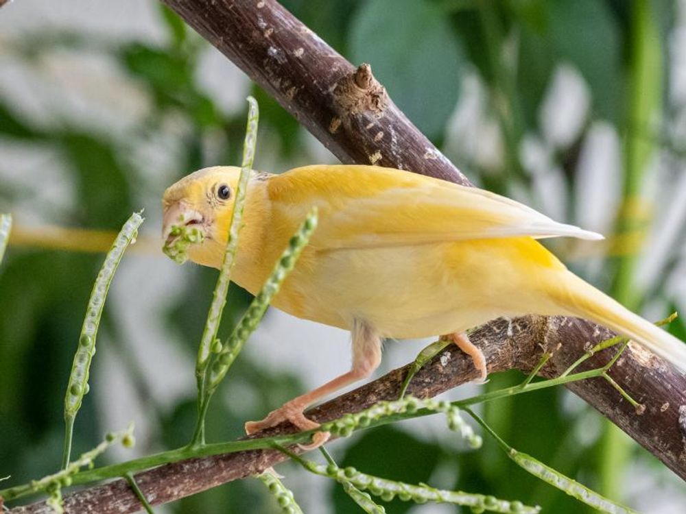 Kanarienvogel auf einem Ast sitzend