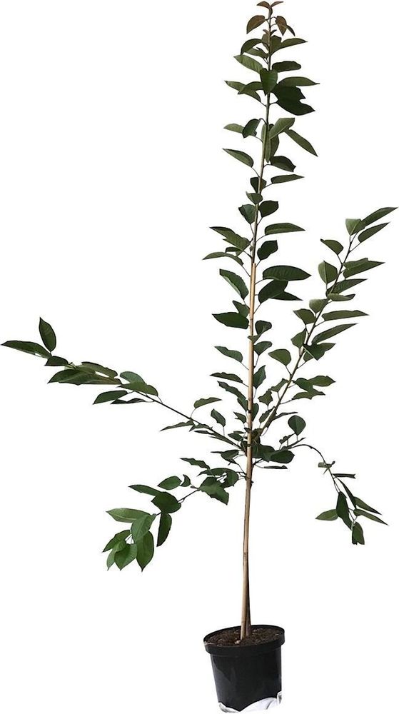 Kordia sehr große dunkle Süßkirsche Kirschbaum als Buschbaum ca. 110-140 cm 9,5 Liter Topf auf Colt