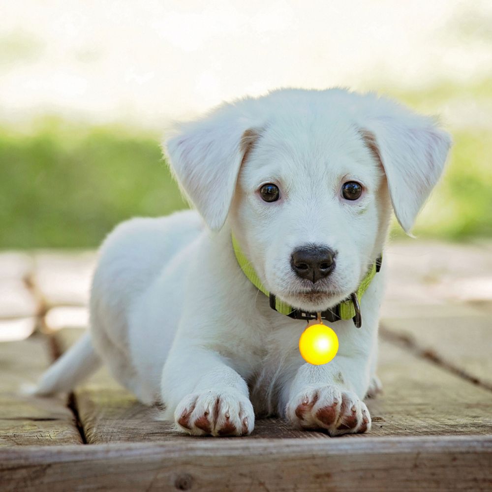 LED Leuchtanhnger inkl. Batterie fr Hunde Katzen Haustier