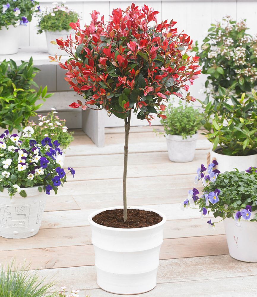 BALDUR Garten 1x Immergrünes Photinia-Stämmchen Little Red Robin®, Pflanze im 3 Liter-Topf, Glanzmispel, winterhart, blühend, Photinia fraseri, schnellwachsend, Glanzmispel