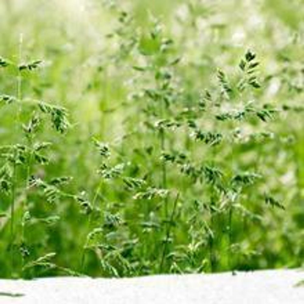10kg Premium Rasensamen für Profis 400m², Zierrasen Superrasen, besonders dichtwachsend und tiefgrün, ideal für Neuansaat und Nachsaat, Rasensaat Grassamen