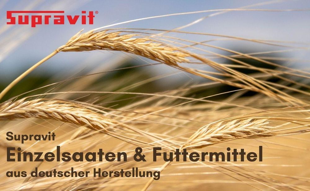 Goldene Getreideähren wiegen sich im Wind