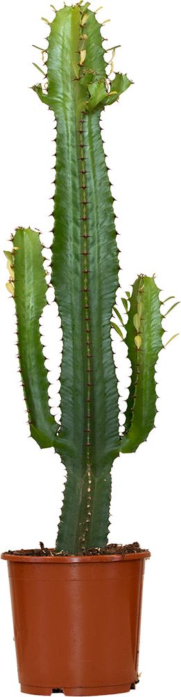 Bloomique - Euphorbia Acrurensis - Cowboy Kaktus - Sukkulenten - Zimmerpflanzen - Sehr Pflegeleicht - Höhe 60-70 cm - Topf 17 cm