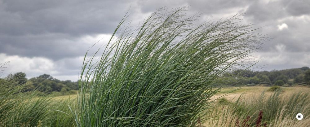 Gras in starkem Wind: Halme biegen sich elegant, knicken aber nicht