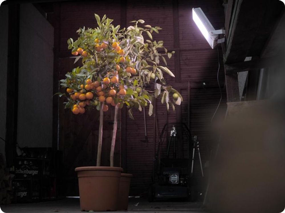 Meine Orangerie - LED Pflanzenlampe zur Überwinterung von mediterranen Pflanzen - Entwickelt mit den Zitruspflanzen-Profis von Meine Orangerie - Vollspektrum Pflanzenlicht [20W]