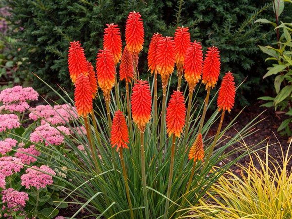 Kniphofia 'Papaya Popsicle'
