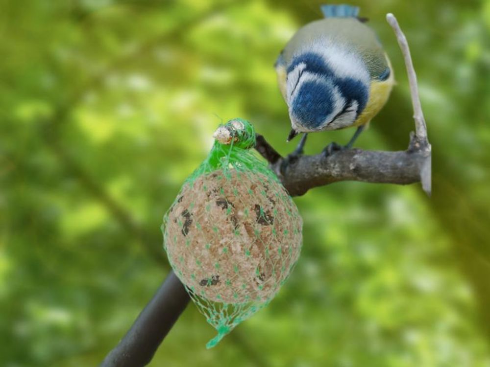 Vogel an Futterstelle