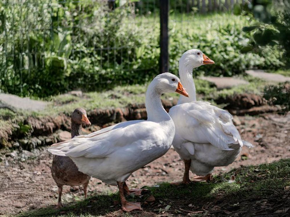 Gänse im Gras