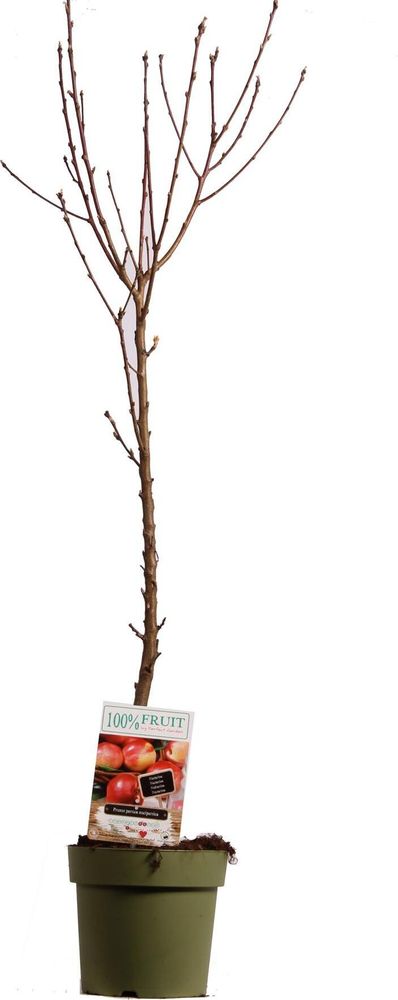 Zwergnektarine Prunus persica nucipersica Stämmchen 100–120 cm – Zwergobstbaum, Nektarinenbaum für Garten & Topf