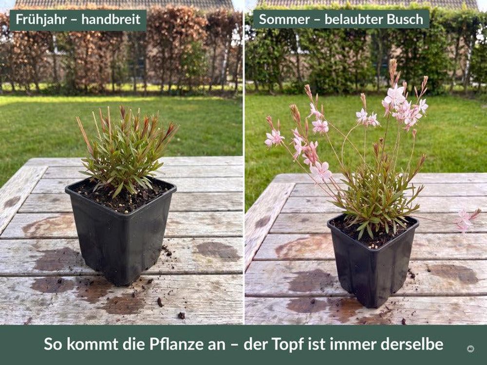 Lieferzustand im 9 x 9 cm Topf im Frühjahr und im Sommer