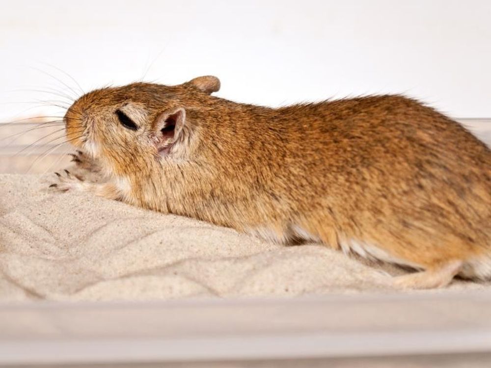 Degu nimmt ein Sandbad