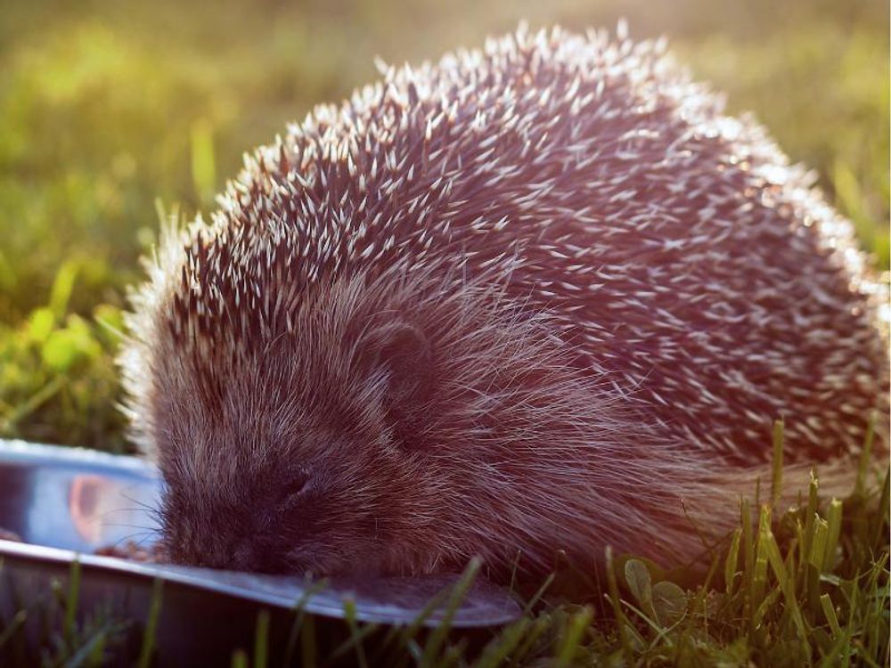Igel frisst aus Schale
