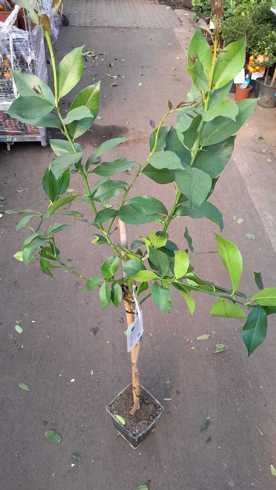Zitronenbaum Citrus limon 'Eureka' 120–160 cm – Immergrün, mediterraner Obstbaum für Balkon, Terrasse & Garten