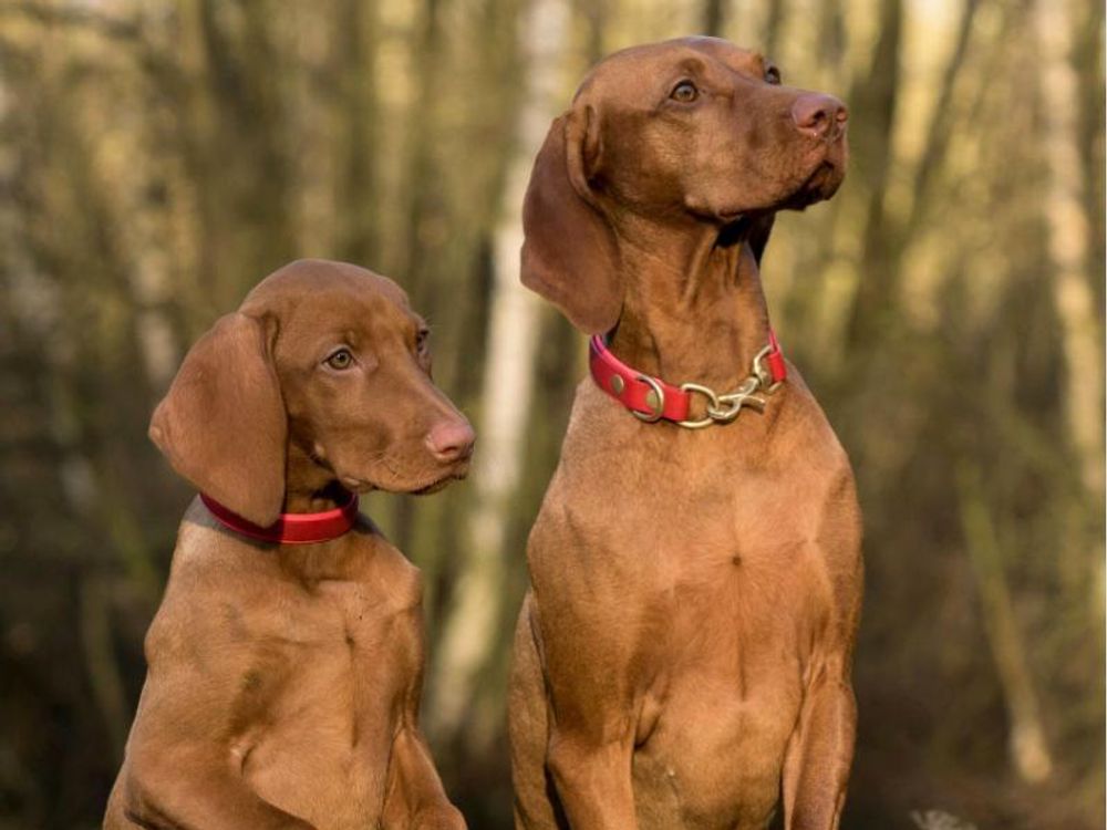 Zwei aufmerksam blickende Jagdhunde