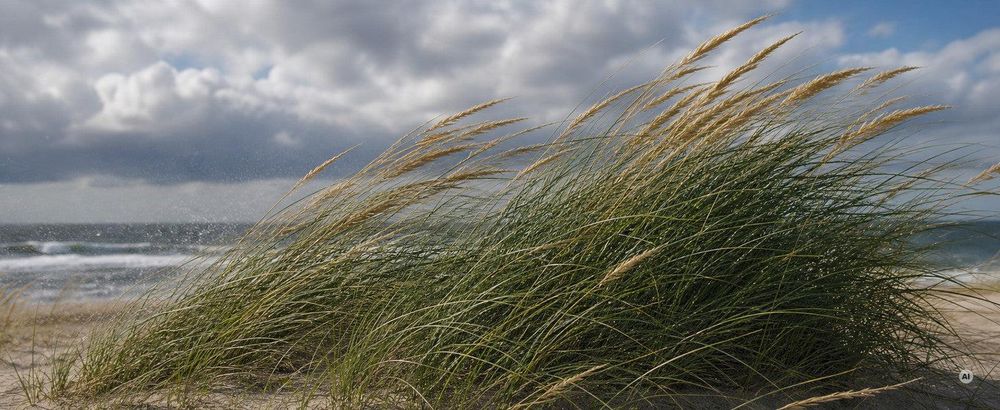 Halme im starken Wind, Küstenstimmung im Hintergrund