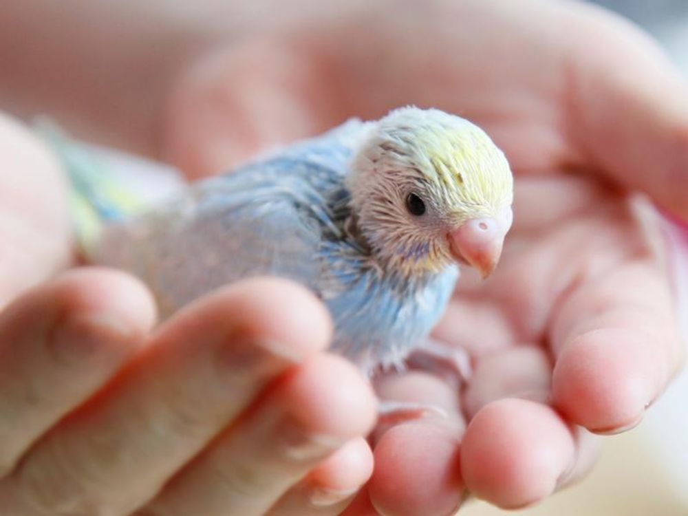 Ziervogelküken in Menschenhand sitzend