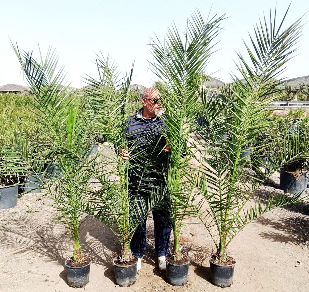 2er Set Kanarische Dattelpalme 190–210 cm (Phoenix canariensis) – winterhart, große robuste Palmen für Garten & Terrasse