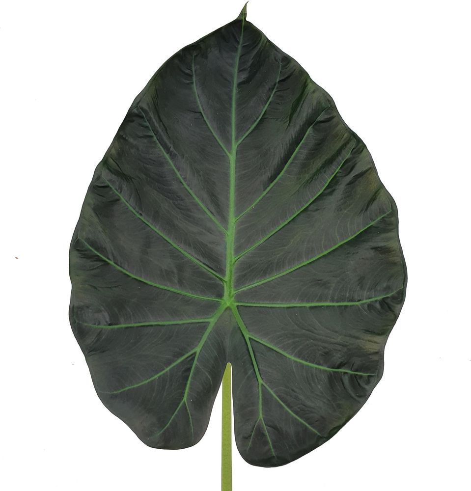 Alocasia ‘Regal Shields’ - Elefantenohr - Zimmerpflanze - Grünpflanze
