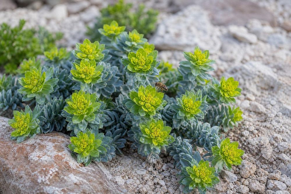 Gelbe Scheinblüten an blaugrauen Trieben, Frühlingslicht.