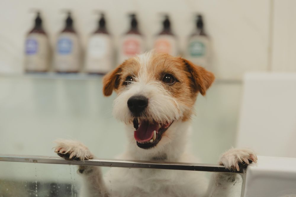 Hundeshampoo für sauberes, gepflegtes und glänzendes Fell aller Felltypen.