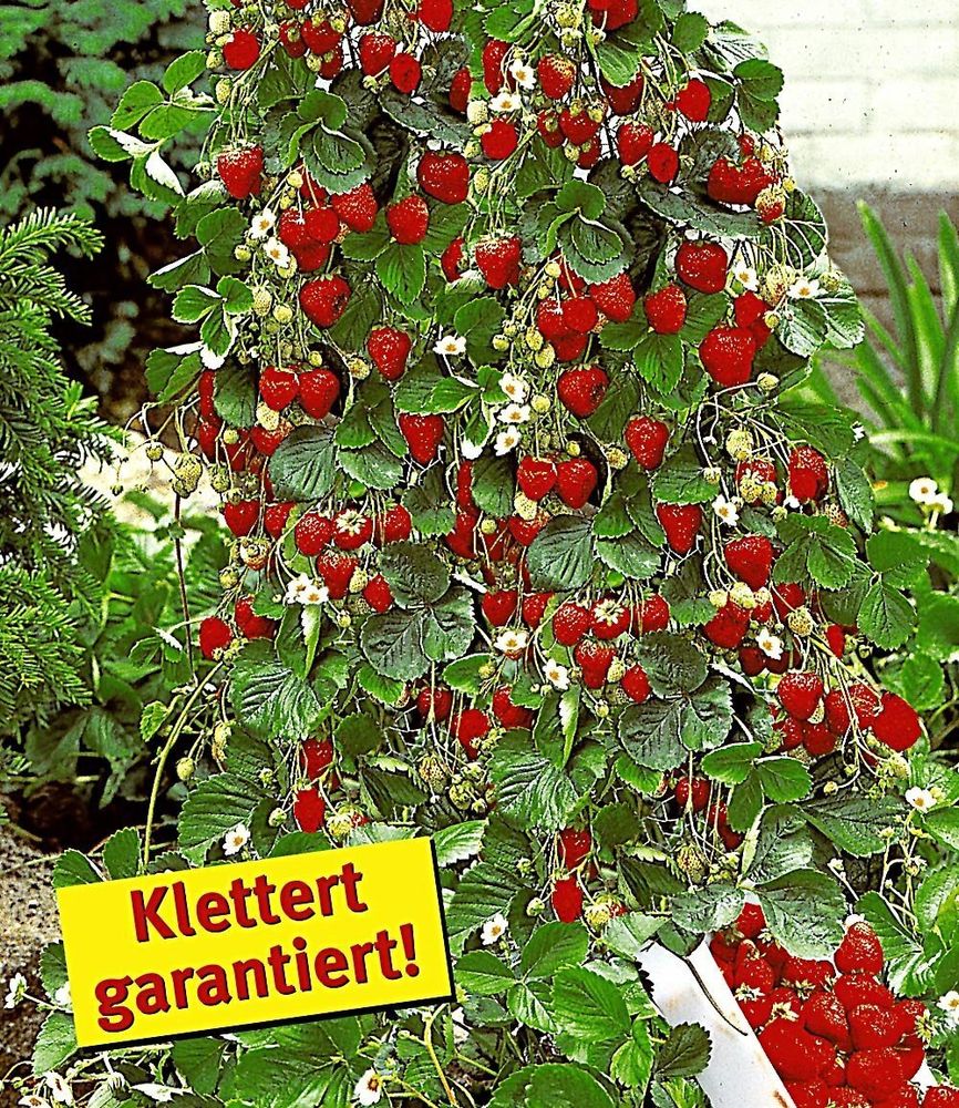 BALDUR Garten 3x Kletter-Erdbeere 'Hummi®' und Dekorativer Rankturm; Set Erdbeere mit Rankhilfe, schnellwachsende Klettererdbeeren, selbstfruchtend, winterhart, extra lange & starke Ranken, blühend