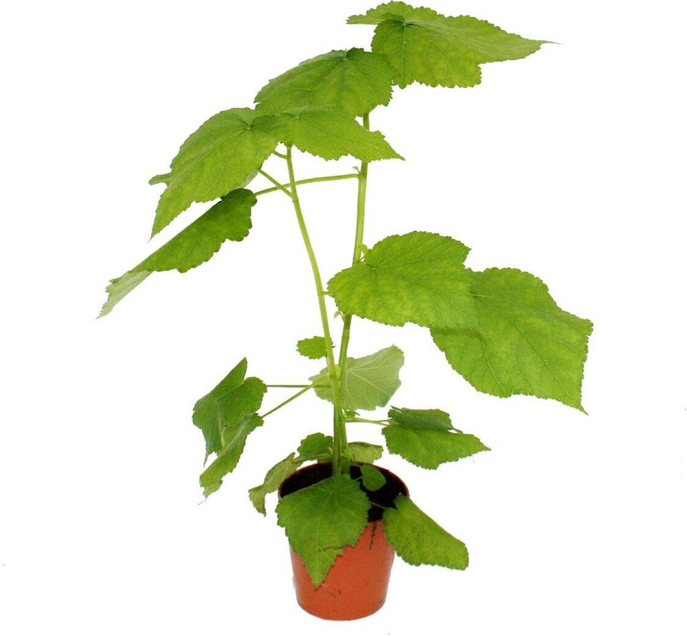 Linde – Sparmannia africana – 17-cm-Topf