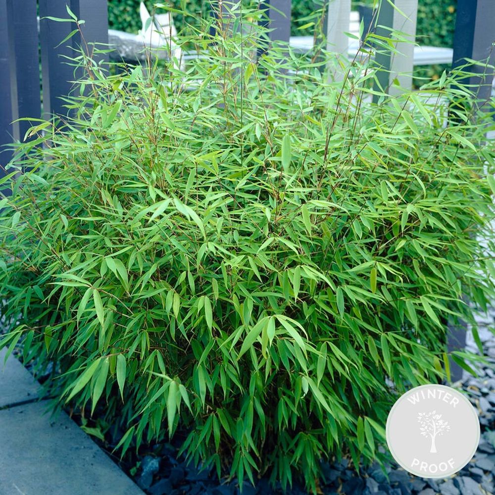 Bloomique - Fargesia Rufa - Bambuspflanze - Nicht wuchernd - Winterhart - Immergrün - Gartenpflanzen - 80-100 cm Hoch - Topf 23 cm