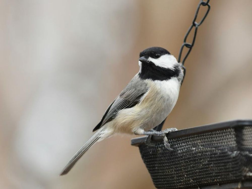 Wildvogel an hängender Futterstelle