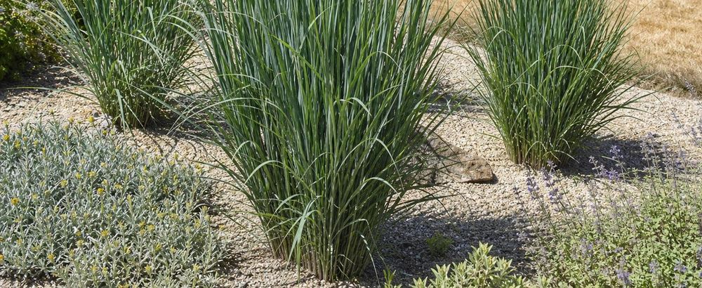 Vitale Pflanze in sommertrockenem Kiesbeet, pralle Sonne