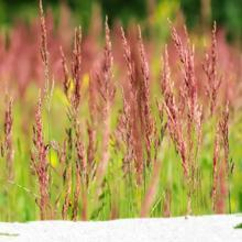 1kg Premium Rasensamen für Profis 40m², Zierrasen Superrasen, besonders dichtwachsend und tiefgrün, ideal für Neuansaat und Nachsaat, Rasensaat Grassamen