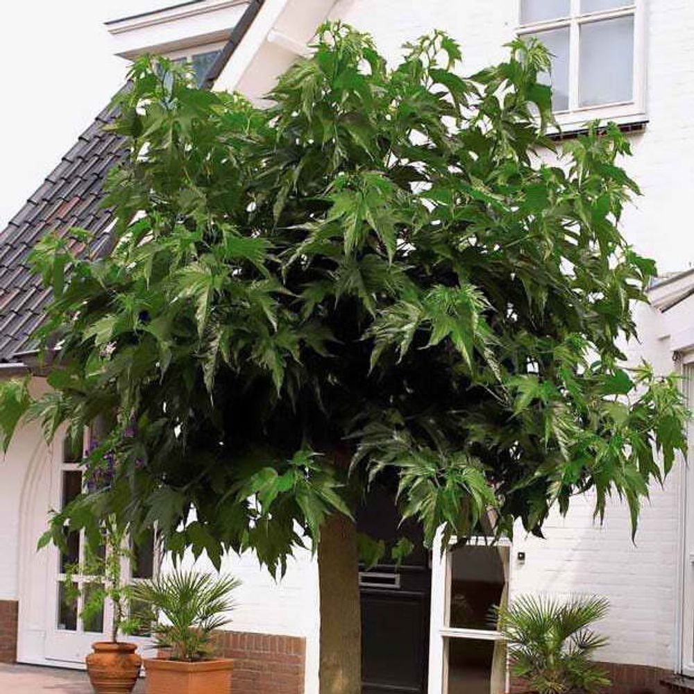Bakker.com - Großblättrige Maulbeere, Der topf / 2L / Lieferhöhe 125-150cm