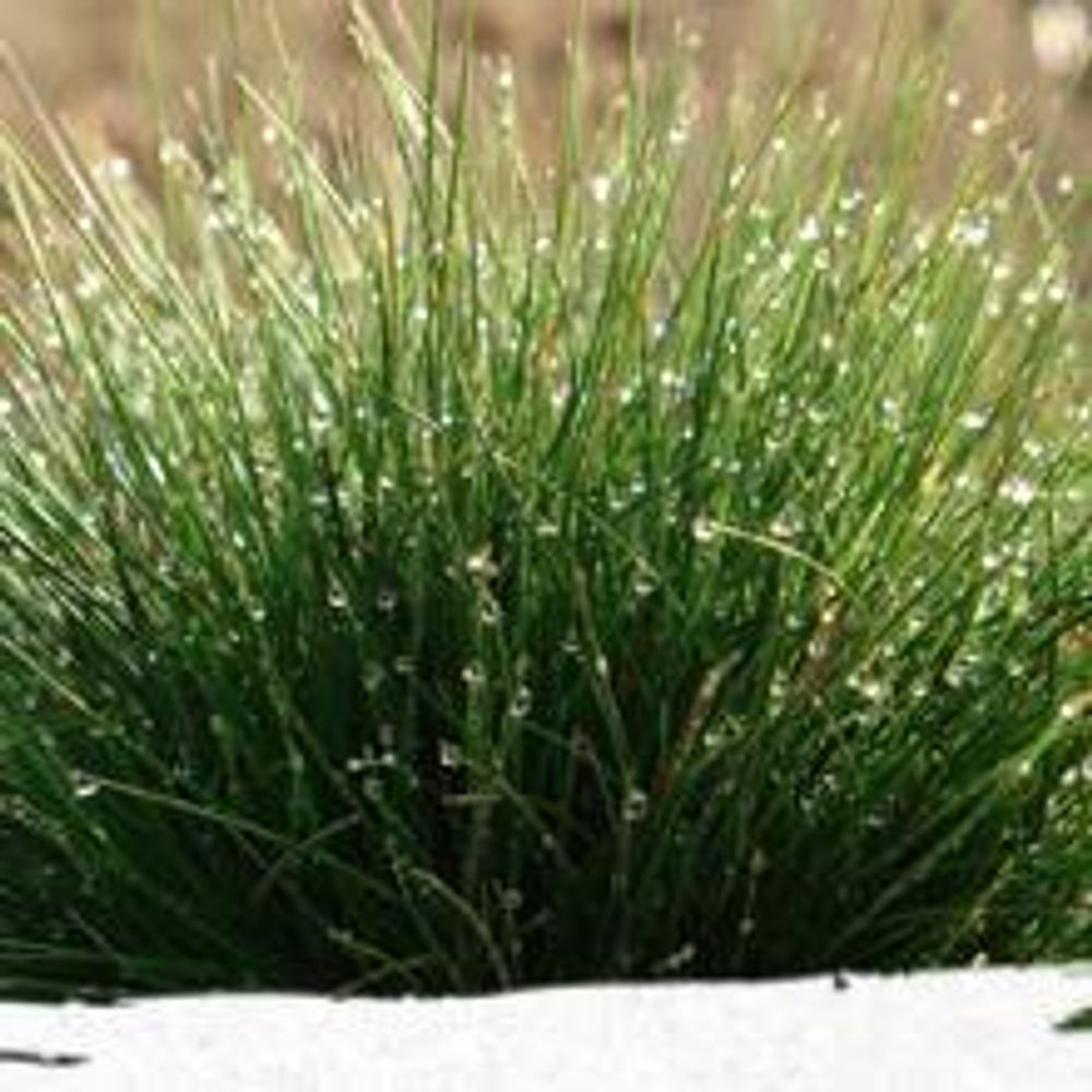 5kg Premium Rasensamen für Profis 200m², Zierrasen Superrasen, besonders dichtwachsend und tiefgrün, ideal für Neuansaat und Nachsaat, Rasensaat Grassamen