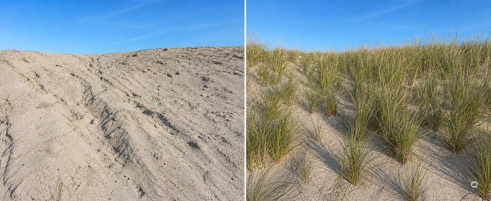 Split-Bild derselben Böschung: kahler Sand gegen geschlossenen Bestand