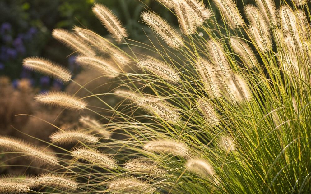 Volle Blüte im Gegenlicht, weiche Ähren in Nahaufnahme.
